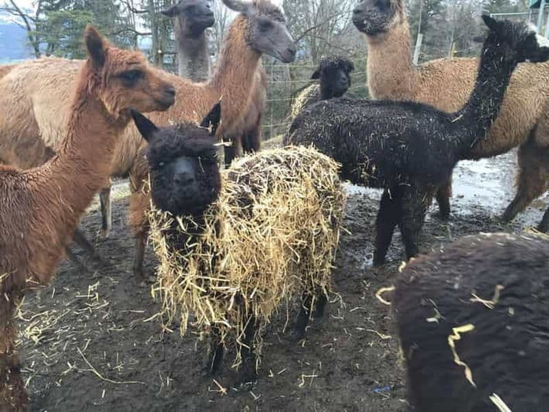 Triesenberg : randonnée privée avec nos lamas