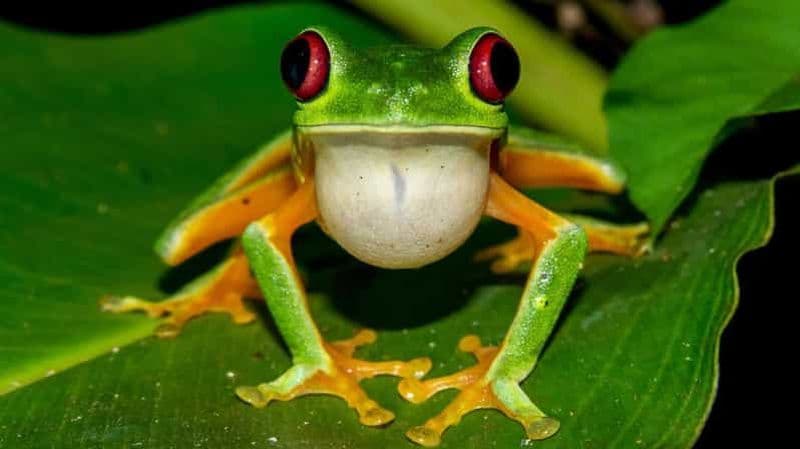 Billet Manuel Antonio : Visite nocturne du parc Rainmaker avec dîner