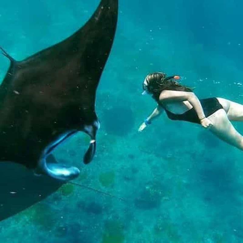 Billet Nusa Penida : Snorkeling 2-4 Spot à Manta Point/Manta Bay