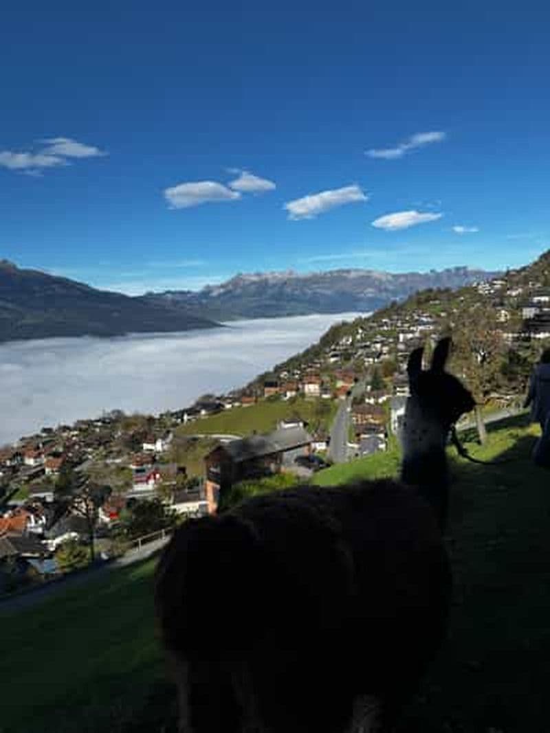 Triesenberg : randonnée avec des lamas et délicieux BBQ en pleine forêt