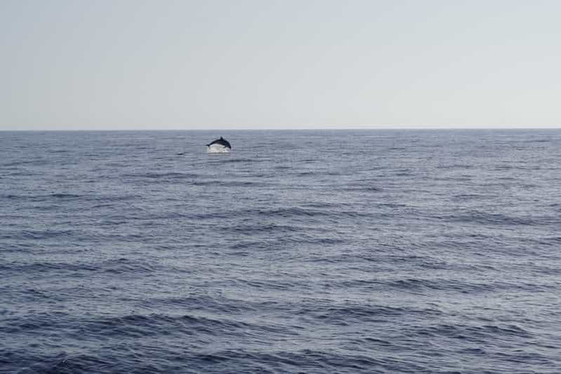 Excursion en petit groupe pour observer les dauphins au coucher du soleil à bord d'un bateau hybride