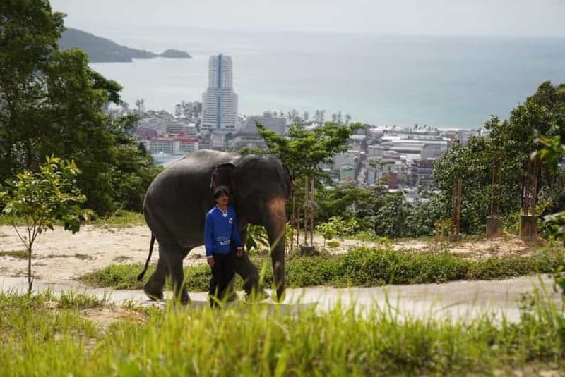 Billet Phuket : visite guidée du sanctuaire des éléphants de Patong
