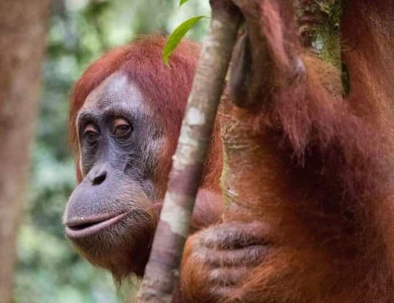 Sumatra : expérience unique de 3 jours dans la jungle et découverte de la faune sauvage