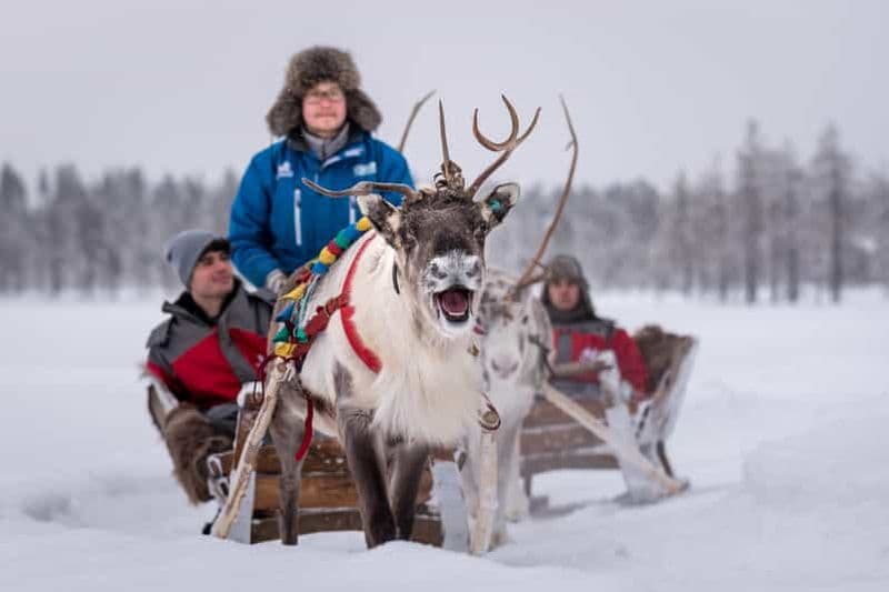 Rovaniemi : safari à dos de renne de 700 m et visite d'une ferme d'élevage de rennes