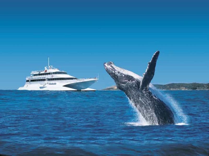 Moreton Island : Excursion d'une journée à Tangalooma et croisière d'observation des baleines