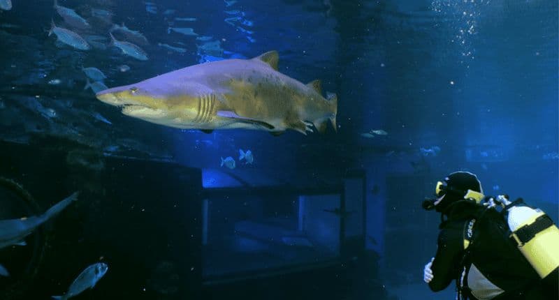 Palma de Mallorca : Plongée avec les requins à l'aquarium de Palma