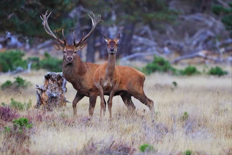 Billet Otterlo : billet d'entrée au parc national De Hoge Veluwe