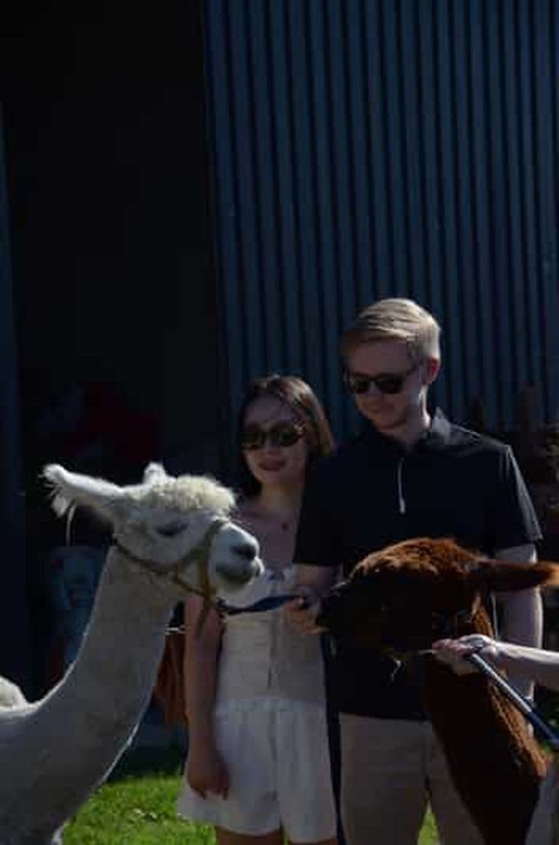 Billet Helsinki : Visite guidée d'une ferme d'alpagas (privée)