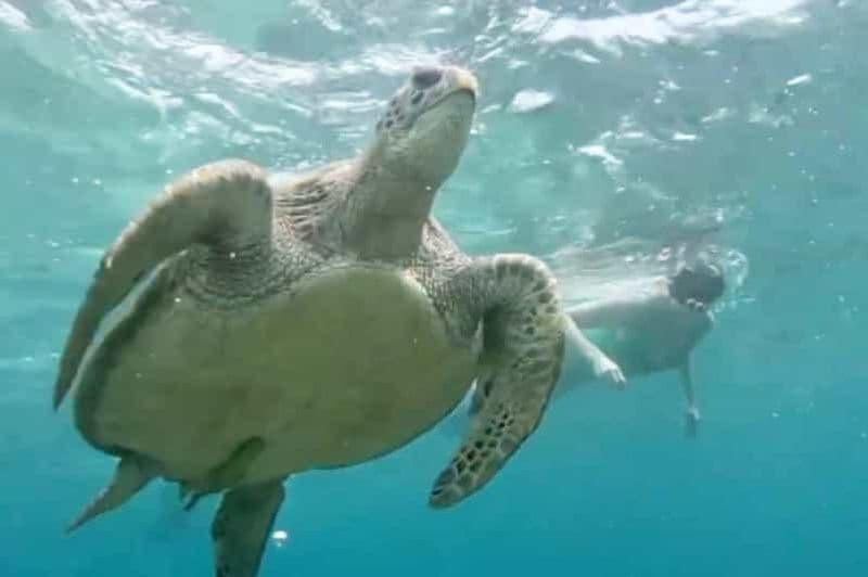 Gili Air : Excursion de plongée en apnée en groupe/en commun vers les 3 îles Gili