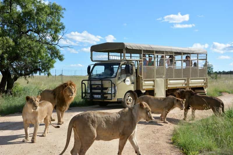 Hartbeespoort : Safari aux prédateurs avec un guide