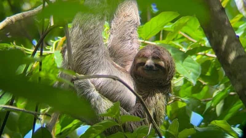 Billet Randonnée guidée à travers la jungle de Manuel Antonio avec équipement optique.