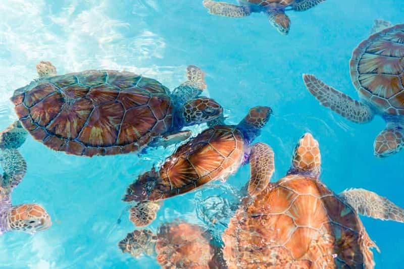 Billet Akumal : Plongée avec la Faune Marine et un Guide Expert