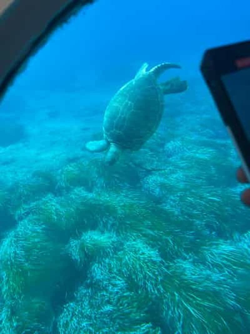 Paphos : croisière d'observation des tortues, aventure de plongée avec tuba et coucher de soleil