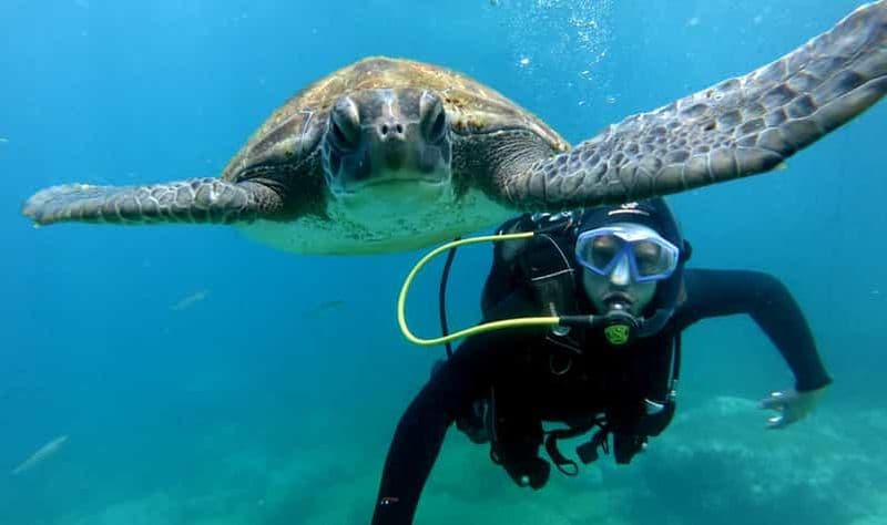 Billet Ténérife : votre première expérience de plongée sous-marine dans la zone des tortues