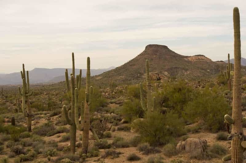 Billet Scottsdale : Visite d'une demi-journée de randonnée dans le désert de Sonoran