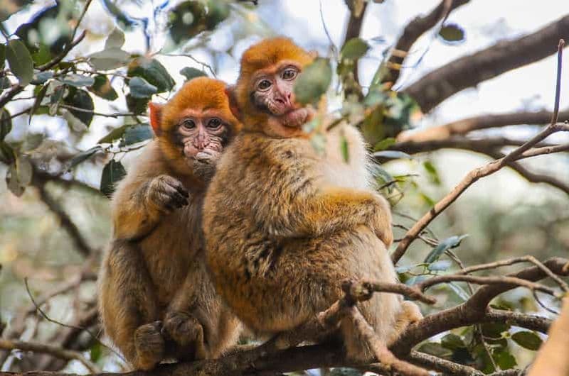 Billet Au départ de Fès : Excursion d'une journée dans le Moyen Atlas et la forêt des singes