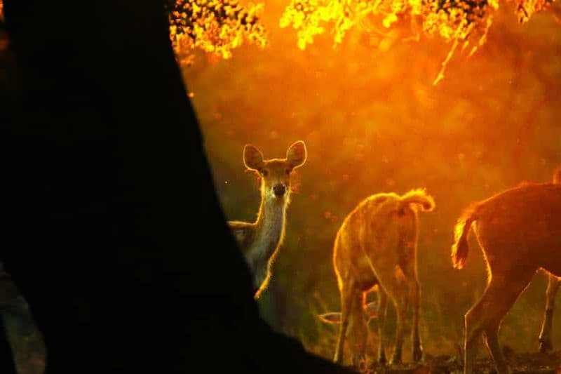 Baluran Park Wildlife Day Tour: Java's Africa-Style Safari