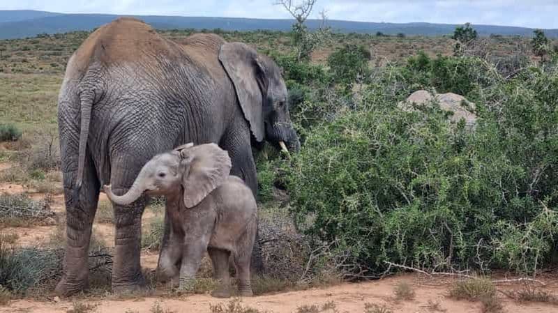 Billet Visite d'une journée avec déjeuner dans le parc national des éléphants d'Addo