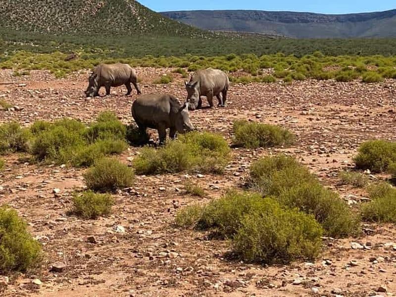 Billet Le Cap : Aquila Game Reserve & V&A Waterfront Tour avec déjeuner