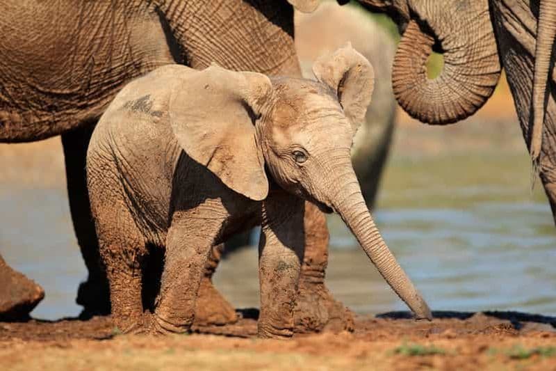 Billet Port Elizabeth : Safari d'une journée tout compris au parc des Éléphants d'Addo