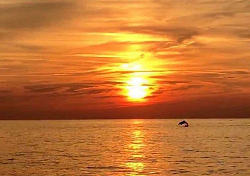 Billet Pula : Observation des dauphins au coucher du soleil avec dîner