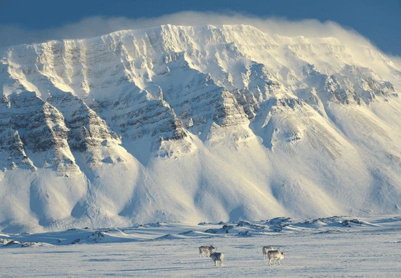 Longyearbyen : Excursion en motoneige à Tempelfjorden avec déjeuner