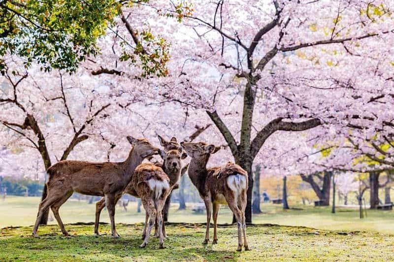 Billet Au départ d'Osaka : visite touristique des cerfs de Nara et du temple Kiyomizudera à Kyoto