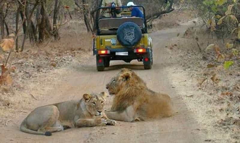 Gujarat : Safari guidé en jeep dans le parc national de Gir