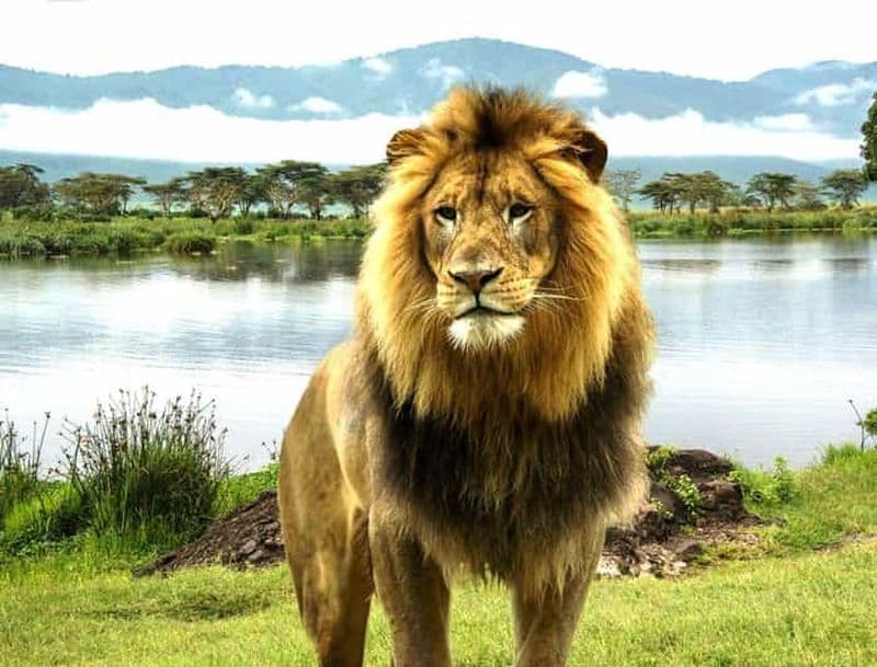 Lac Manyara : Safari d'une journée avec observation des oiseaux