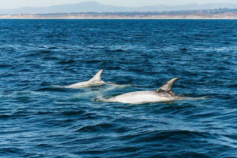 Baie de Monterey : Observation des baleines