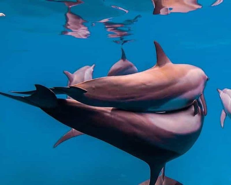 Billet Visite de la grotte de Salaam, grotte de Kuza, plage de Paje, déjeuner au Rock