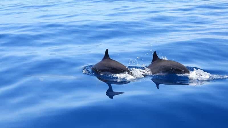 Billet Martinique: observation des dauphins et snorkeling
