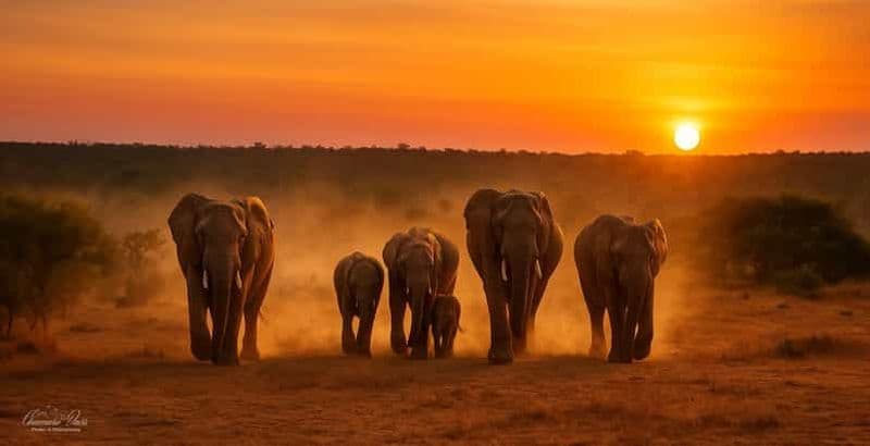 Billet Parc national des Éléphants d'Addo : safari d'une journée et déjeuner Braai !