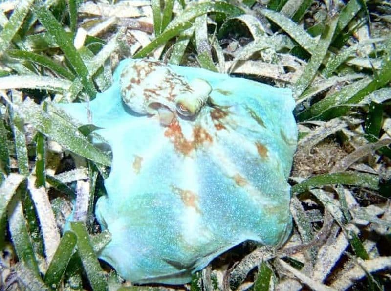 Billet Roatan : Aventure nocturne de plongée en apnée