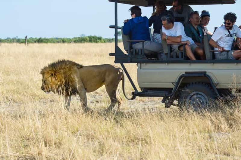 Billet Maun : Safari privé d'une journée dans la réserve de Moremi
