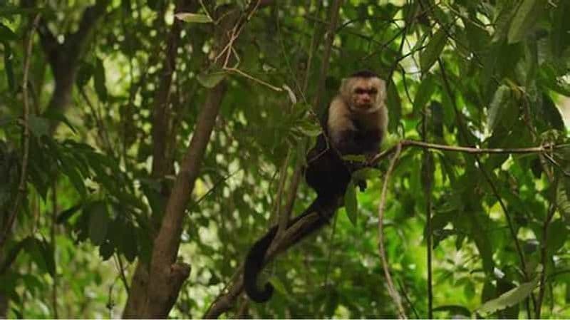 Billet Randonnée à cheval à Roatan avec éco-parc et plongée en apnée