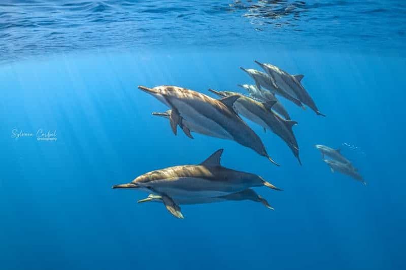Réunion : Excursion dauphins et baleines à Saint-Gilles