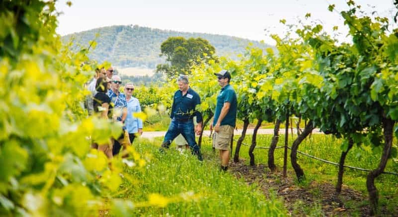 Billet Au départ de Sydney : visite d'une jounée dans la Hunter Valley avec déjeuner