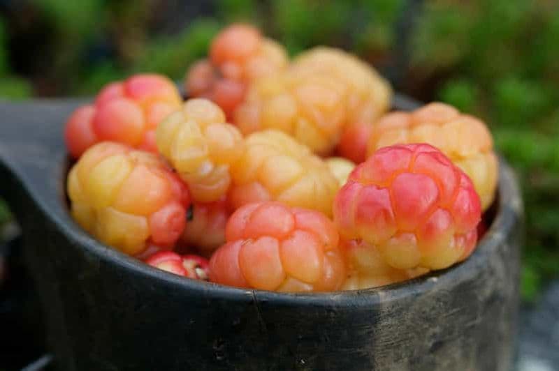 Billet Rovaniemi : cueillette de baies et de champignons et crêpes