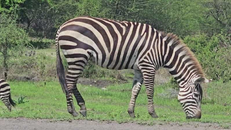 Billet Arusha : visite d'une jounée du parc national du lac Manyara