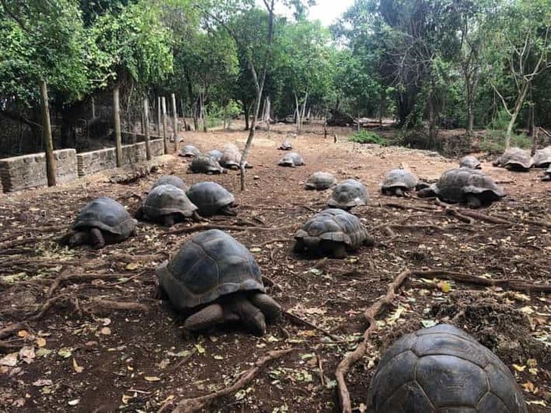Billet Zanzibar : visite de l'île-prison, de Stone Town et de la ferme aux épices