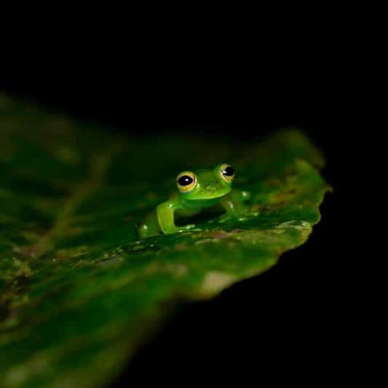 Billet Monteverde : Promenade nocturne dans la forêt magique