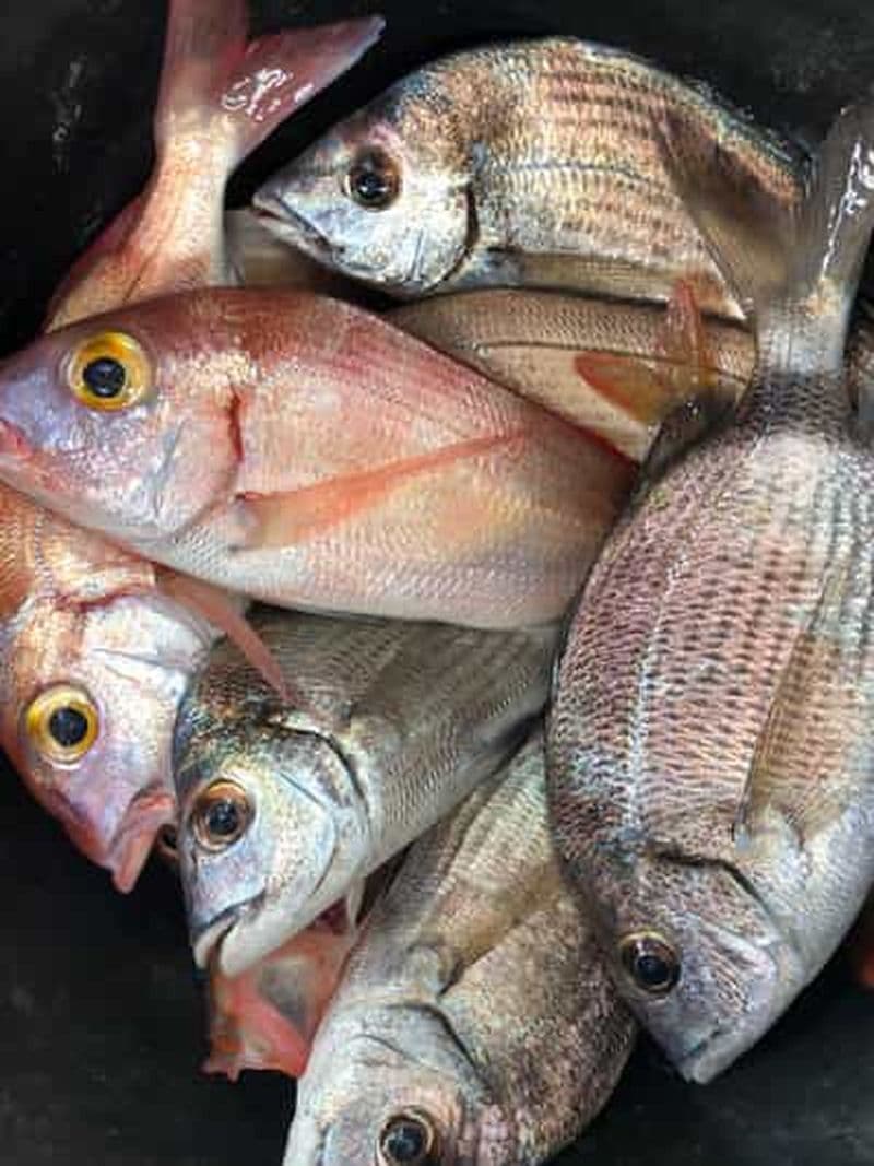 Meilleure sortie de pêche à Fuengirola