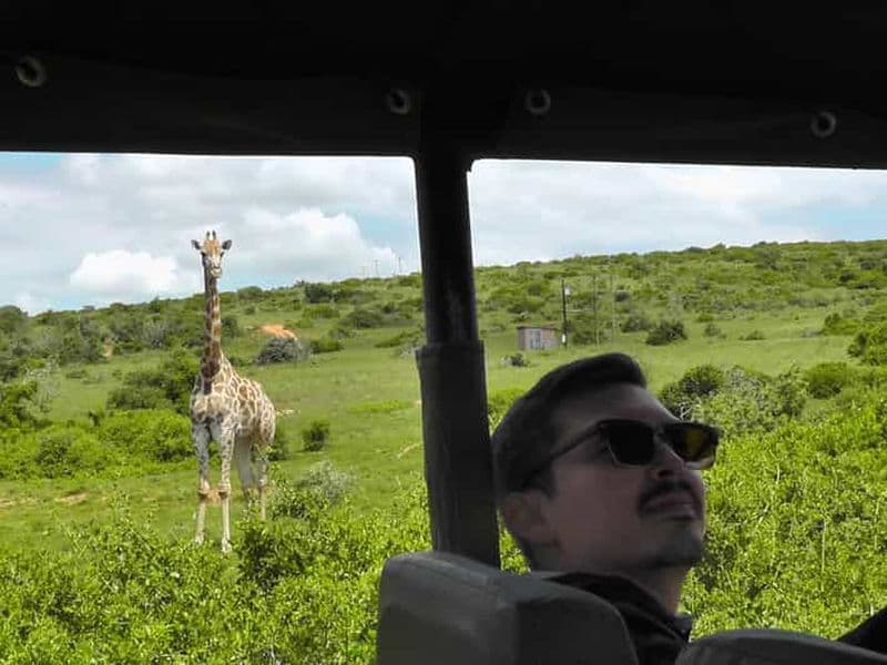 Billet Port Elizabeth : 2 jours de safaris à Schotia et dans la réserve faunique d'Addo