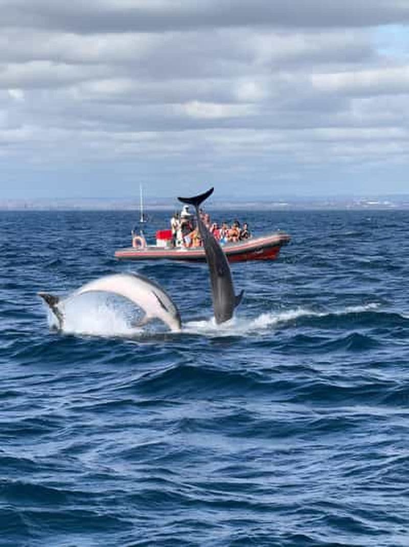 Albufeira : observation des dauphins et croisière en bateau dans la grotte de Benagil