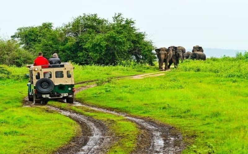 Billet Sigiriya : visite privée en jeep du parc national de Minneriya