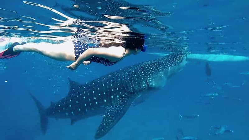 Cebu : nage avec les requins baleines et canyoning aux chutes de Kawasan