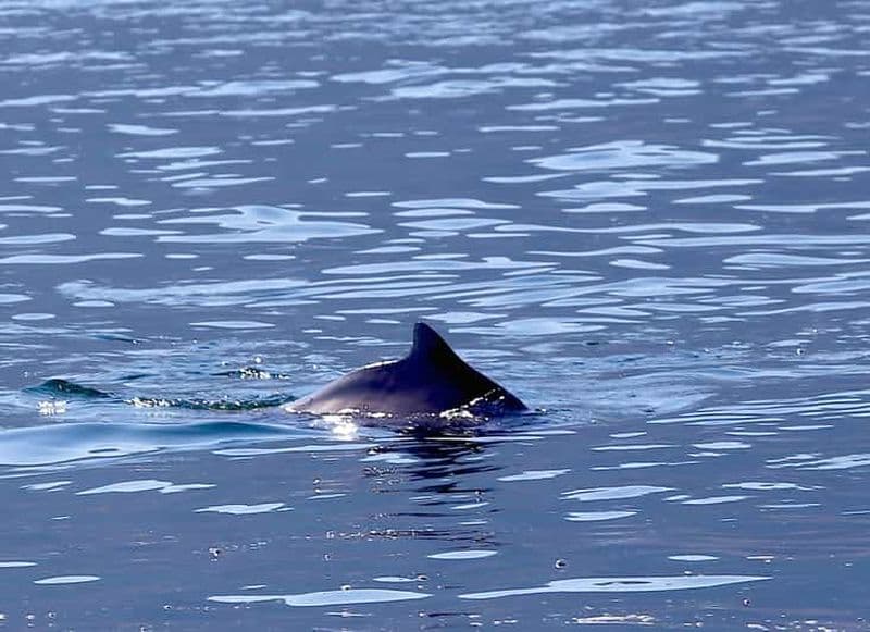 Au départ de Khasab : Croisière en boutre dans les fjords de Musandam et déjeuner buffet