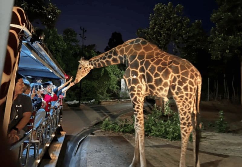 Chiang Mai : Billet pour le safari nocturne avec transfert