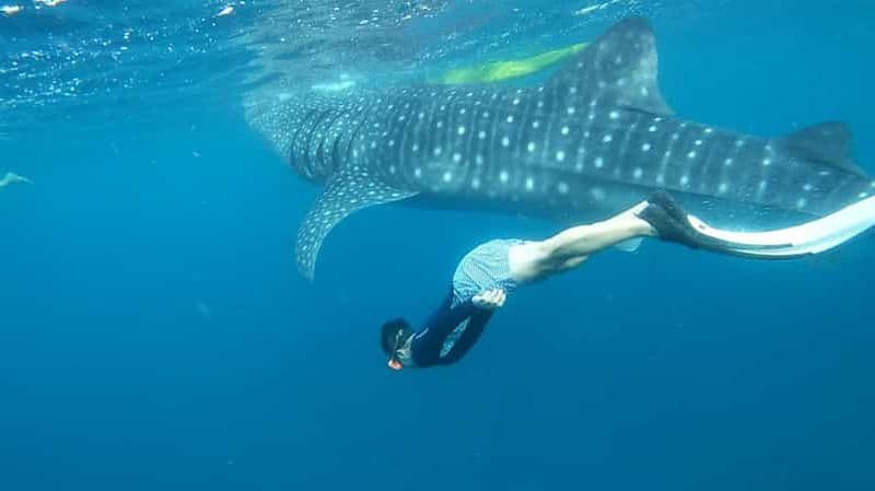 Oslob : Requins-baleines, chutes d'Inambakan et sardines de Moalboal